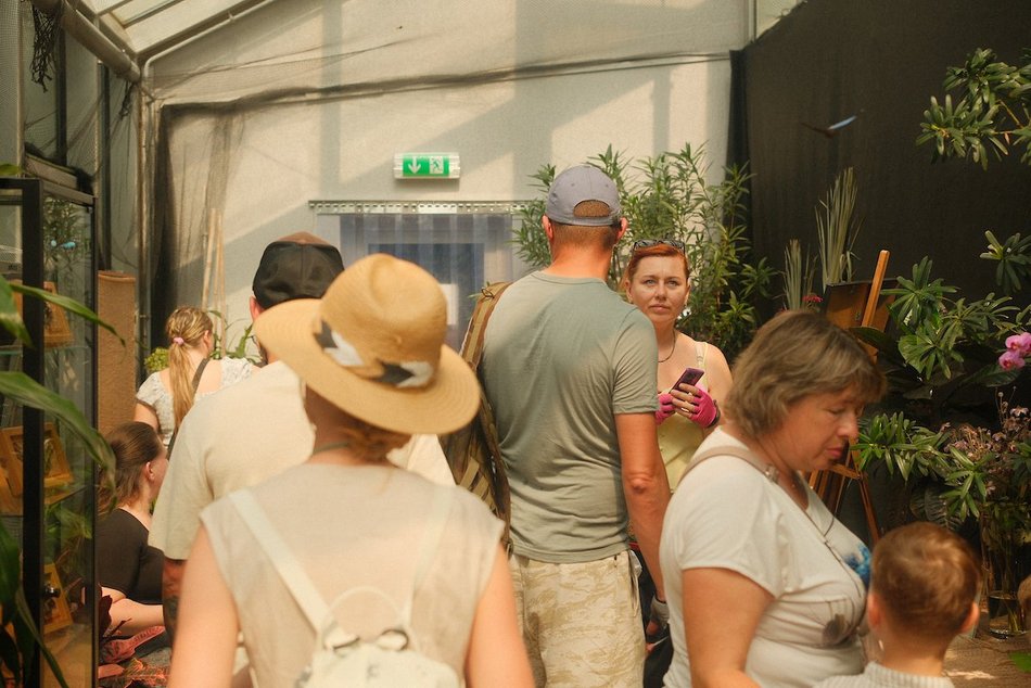 Łódź. Motyle z tropików na długi weekend. Kolorowa wystawa w Palmiarni