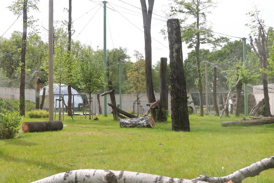 Sępy w Orientarium Zoo Łódź
