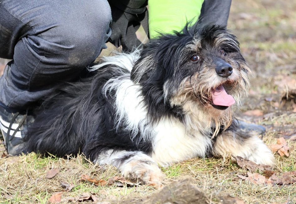 Łódź. Łaciaty ze schroniska w Łodzi to piesek po przejściach. On zasługuje na stały dom!