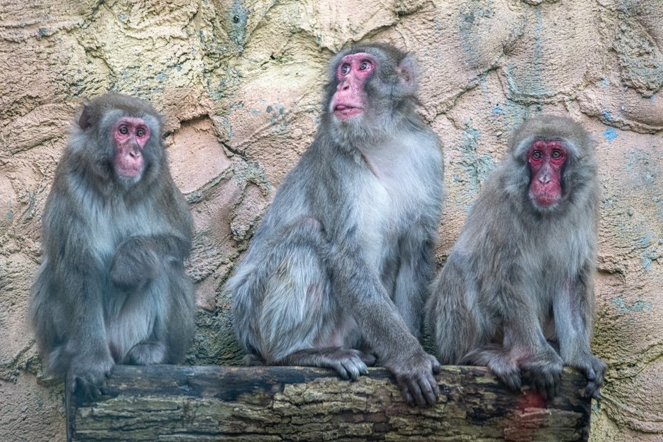 Makaki japońskie z Orientarium Zoo Łódź