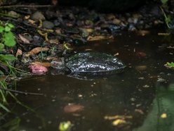 Orientarium Zoo Łódź. Ruszył TyDzień Misji Ogrodów Zoologicznych i Akwariów