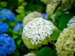 Łódź. Hortensje opanowały Ogród Botaniczny w Łodzi! To prawdziwa feeria barw
