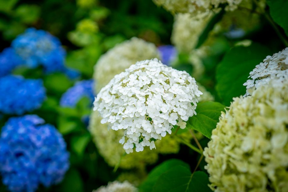 Łódź. Hortensje opanowały Ogród Botaniczny w Łodzi! To prawdziwa feeria barw