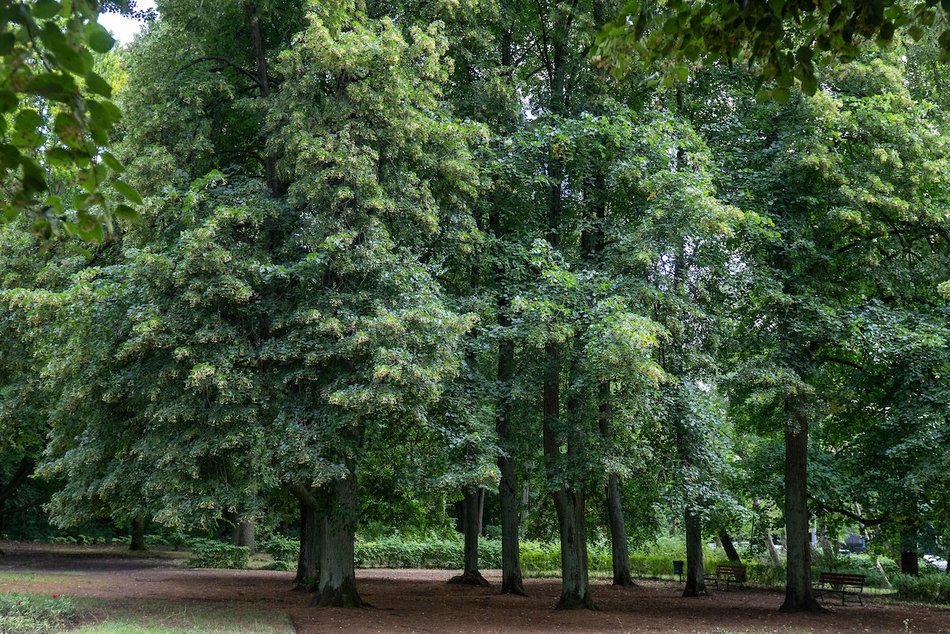 Łódź. Lipowa aleja w parku na Zdrowiu. Zielone serce Łodzi