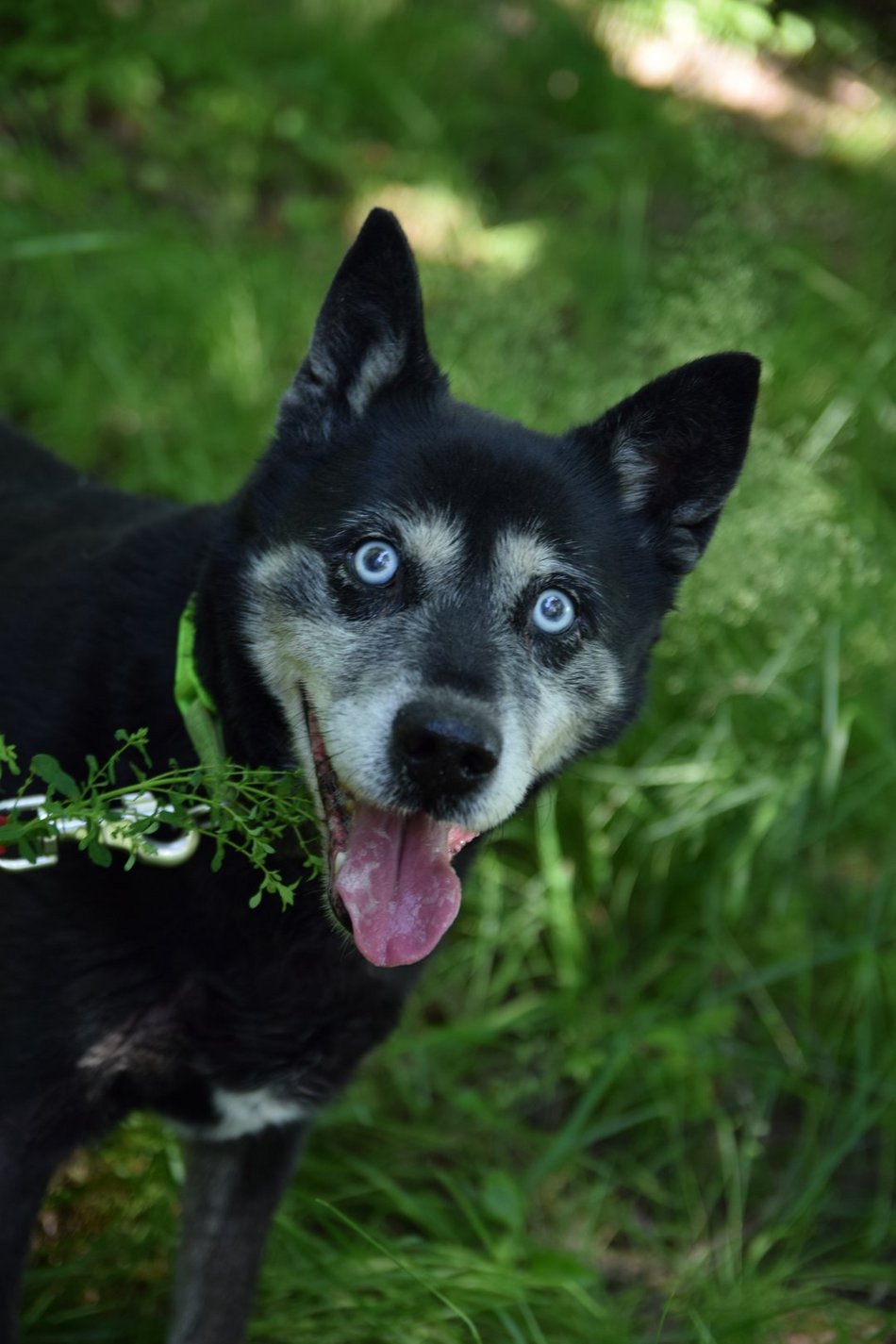 Łódź. Na pomoc psiakom ze schroniska w Łodzi! Dołącz do akcji Fantastyczni Towarzysze