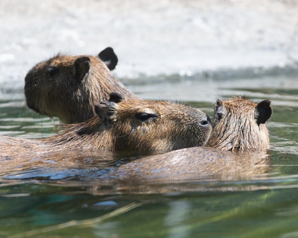 Dzień Kapibary w Orientarium Zoo Łódź