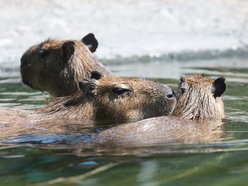 Dzień Kapibary w Orientarium Zoo Łódź