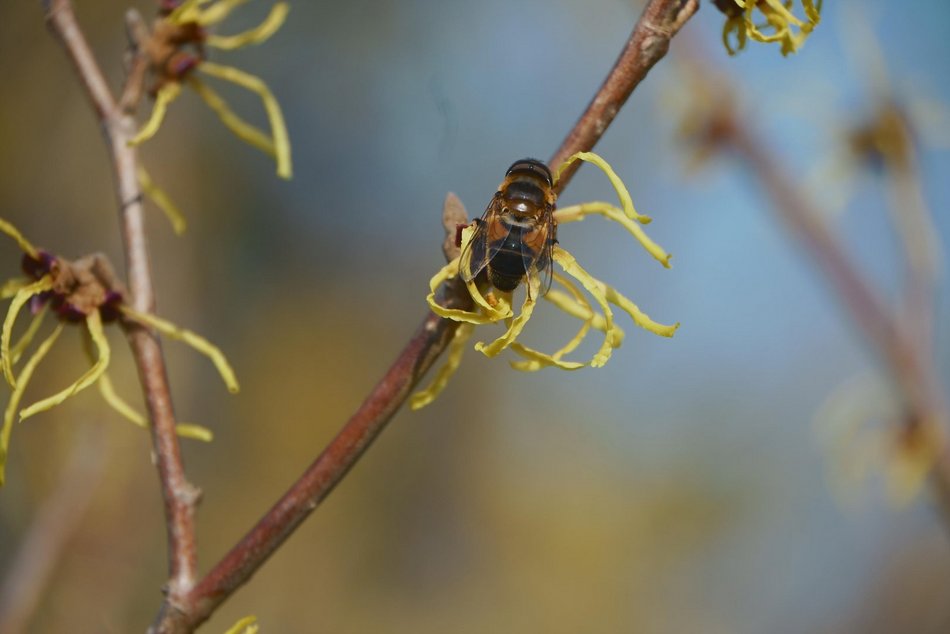 Łódź. Ogród Botaniczny w Łodzi
