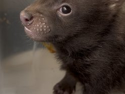 Łódź. Pies leśny