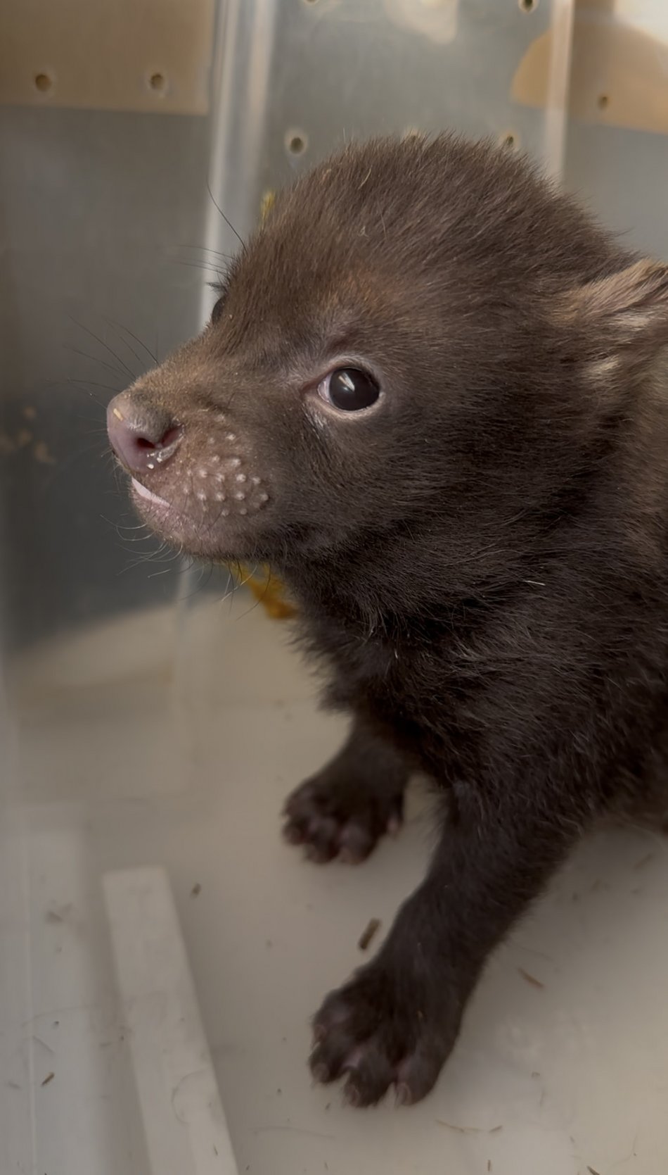 Łódź. Pies leśny