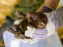 Łódź. Pies leśny