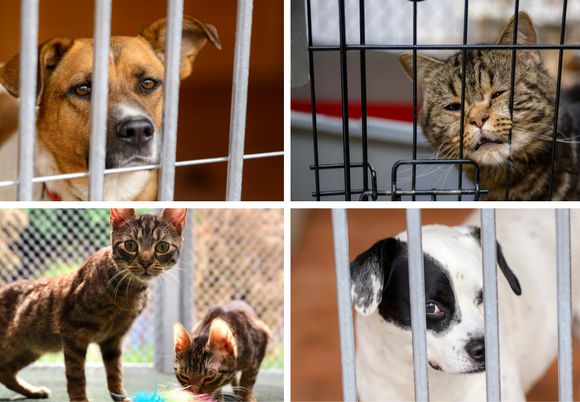 Schronisko w Łodzi apeluje o świadomą adopcję. Zwierzę to nie prezent pod choinkę!