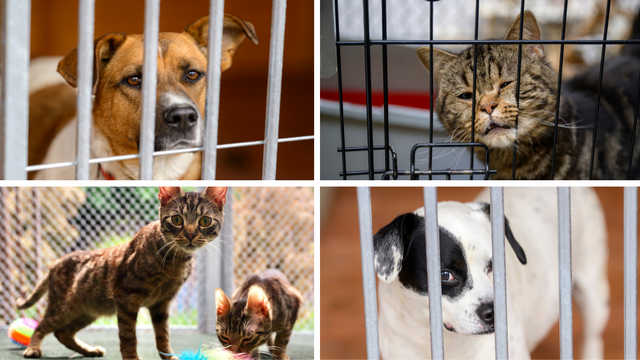 Schronisko w Łodzi apeluje o świadomą adopcję. Zwierzę to nie prezent pod choinkę!