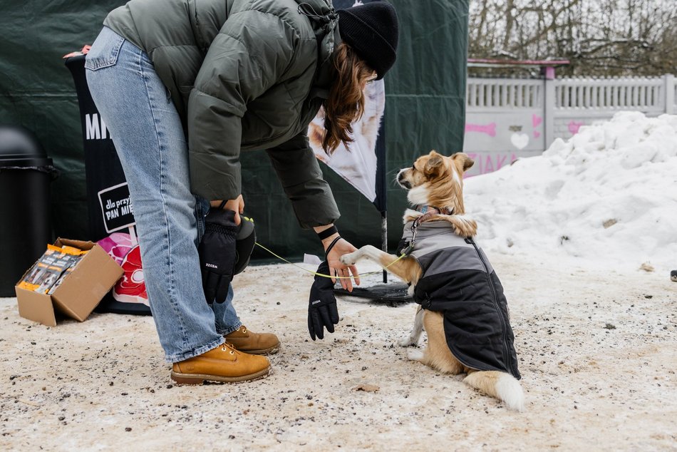 Łódź. Psy ze schroniska w Łodzi znów na spacerze! Dla tych wesołych pyszczków aż chce się chodzić!