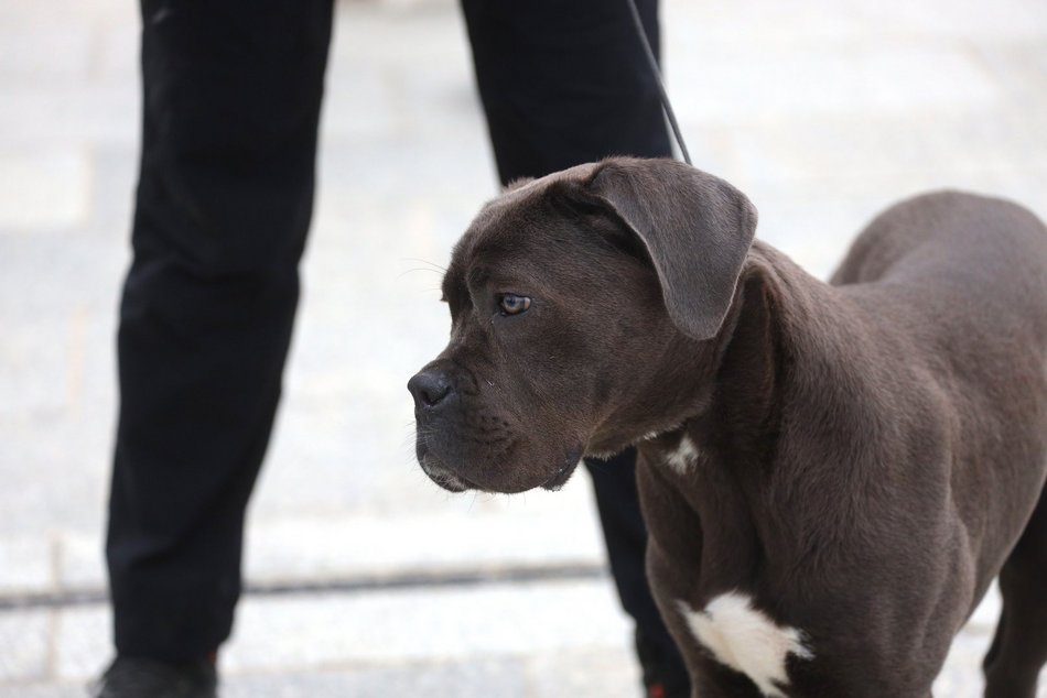 Parada Kundelków w Łodzi