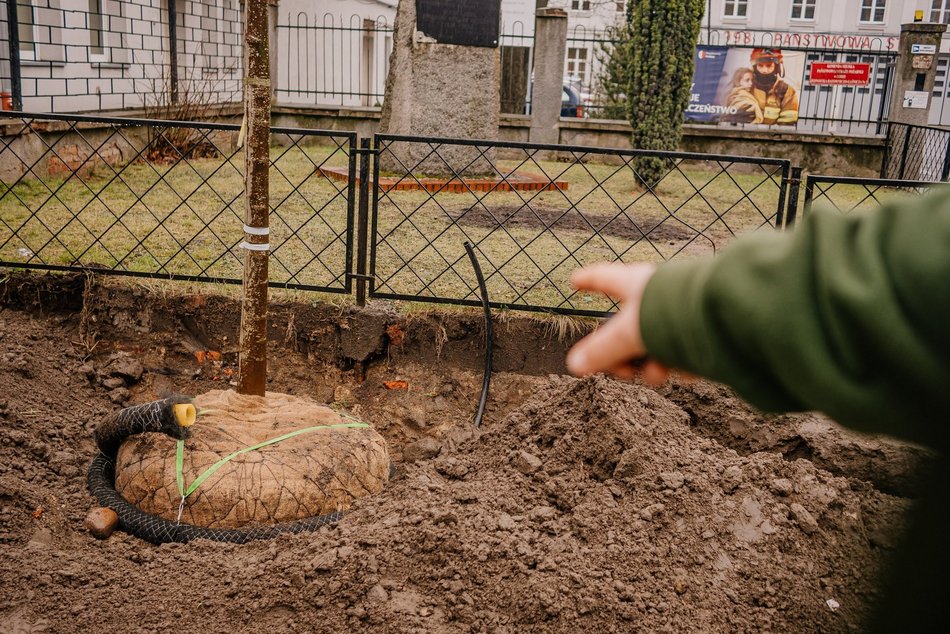 Sadzenie drzew na ul. Legionów przy placu Wolności