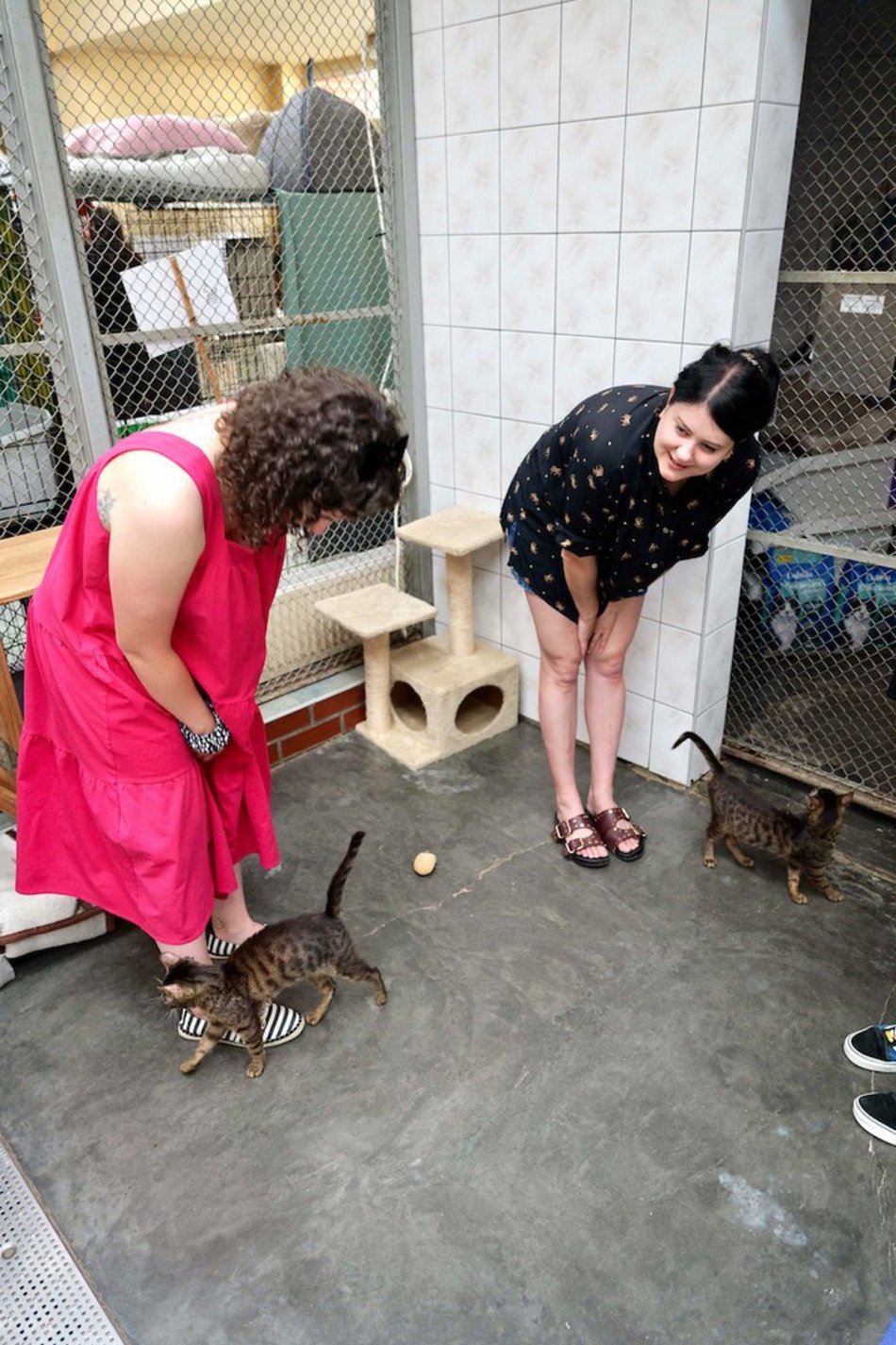 Łódź. Dom bez kota to głupota! Poznaj i adoptuj podopiecznych schroniska w Łodzi