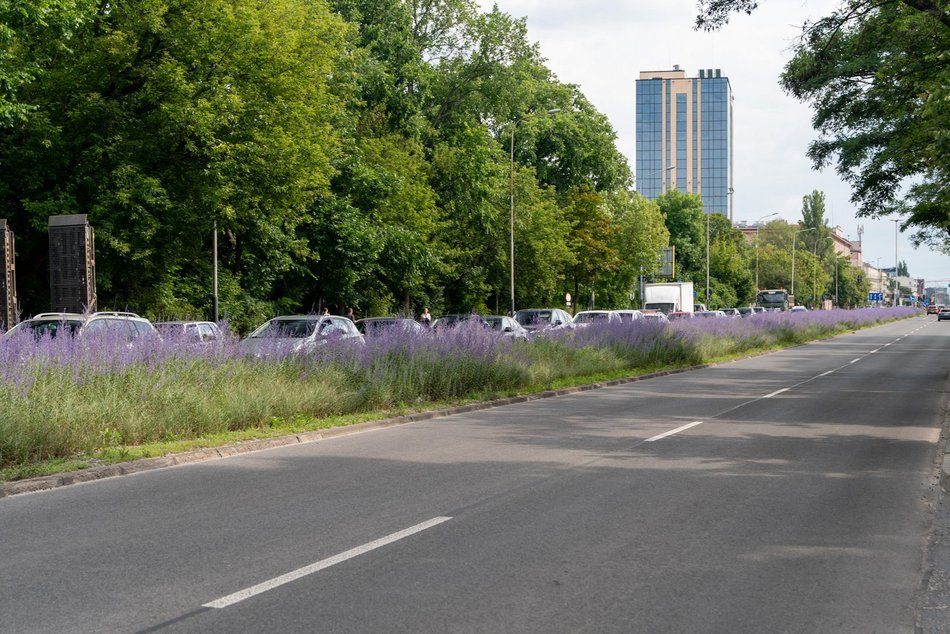 Perowskia łobodolistna przy Uniwersyteckiej!
