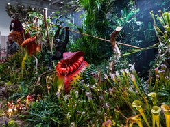 Wystawa Orchidei, Bonsai i Sukulentów w Hali Expo Łódź