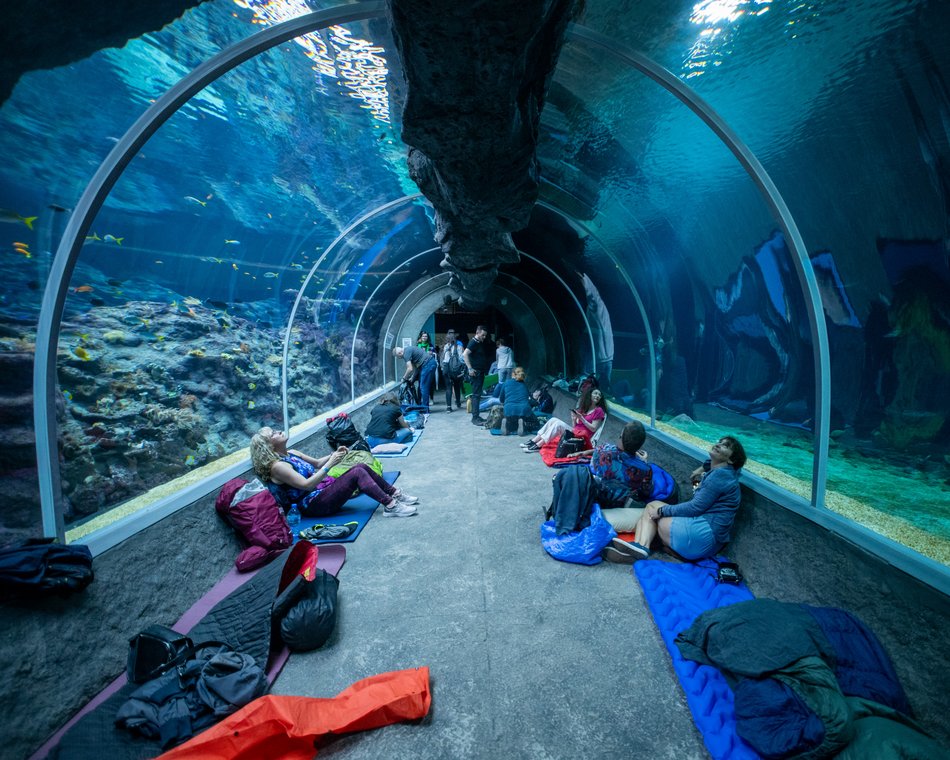 tunel ze zwierzętami morskimi