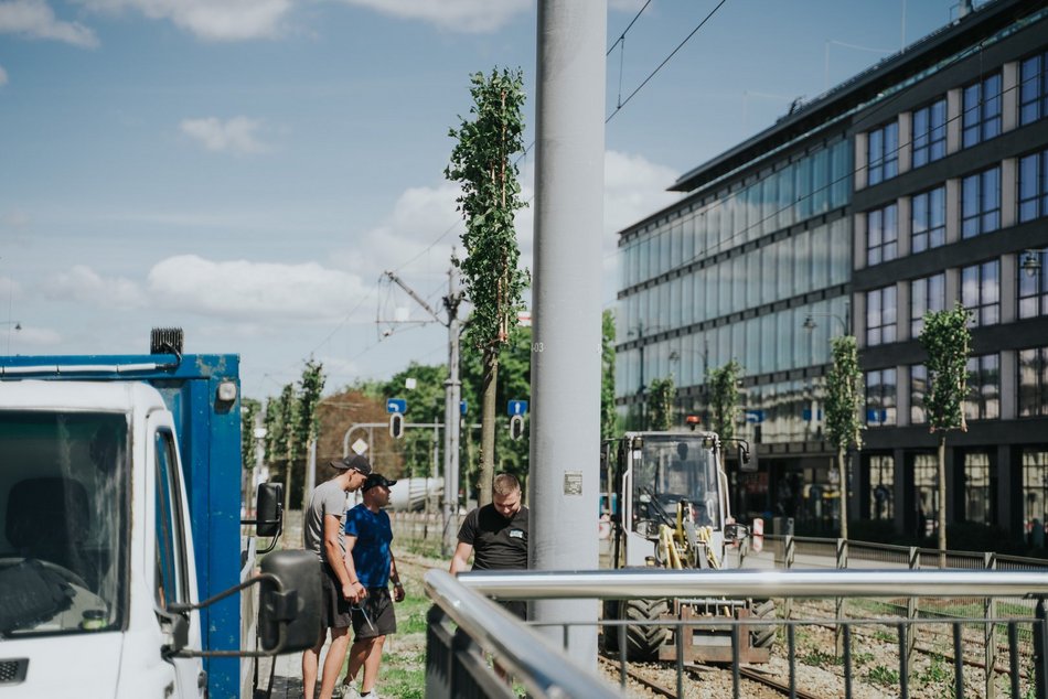 Więcej drzew przy Zachodniej w Łodzi! Trwa sadzenie 40 lip drobnolistnych