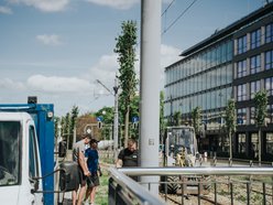 Więcej drzew przy Zachodniej w Łodzi! Trwa sadzenie 40 lip drobnolistnych