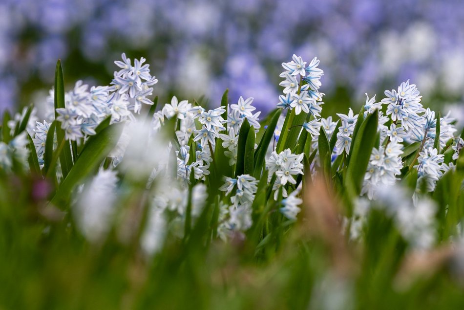 Wiosenny Ogród Botaniczny w Łodzi. Spacer wśród budzącej się do życia przyrody