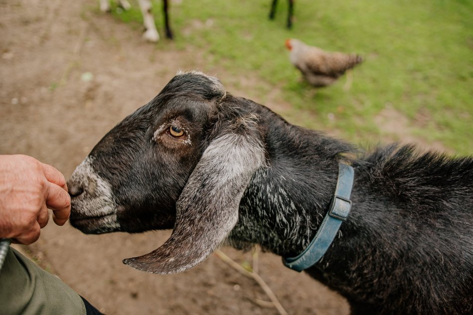 Łódź. Ośrodek Rehabilitacji Dzikich Zwierząt działa pełną parą. Ponad 1000 zwierząt w 2025 roku