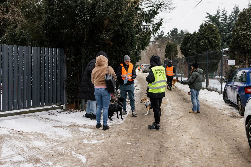 Łódź. Psy ze schroniska w Łodzi znów na spacerze! Dla tych wesołych pyszczków aż chce się chodzić!