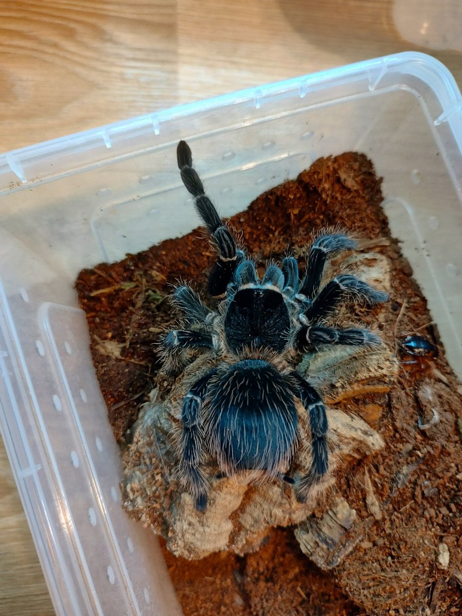 Lasiodora parahybana 