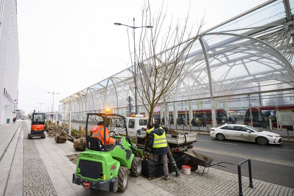 Wiśnie kanzan przy hotelu Hilton w Łodzi