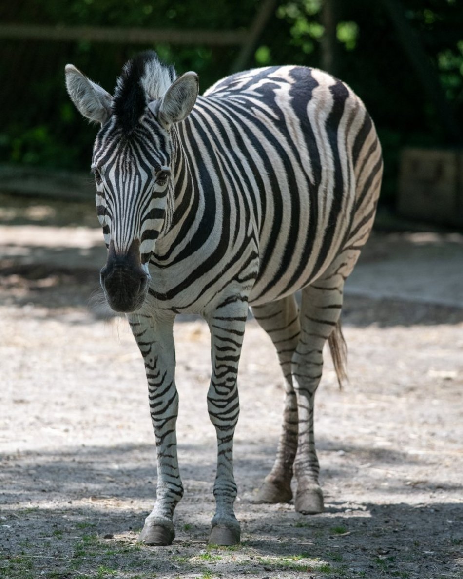 zwierzęta w zoo