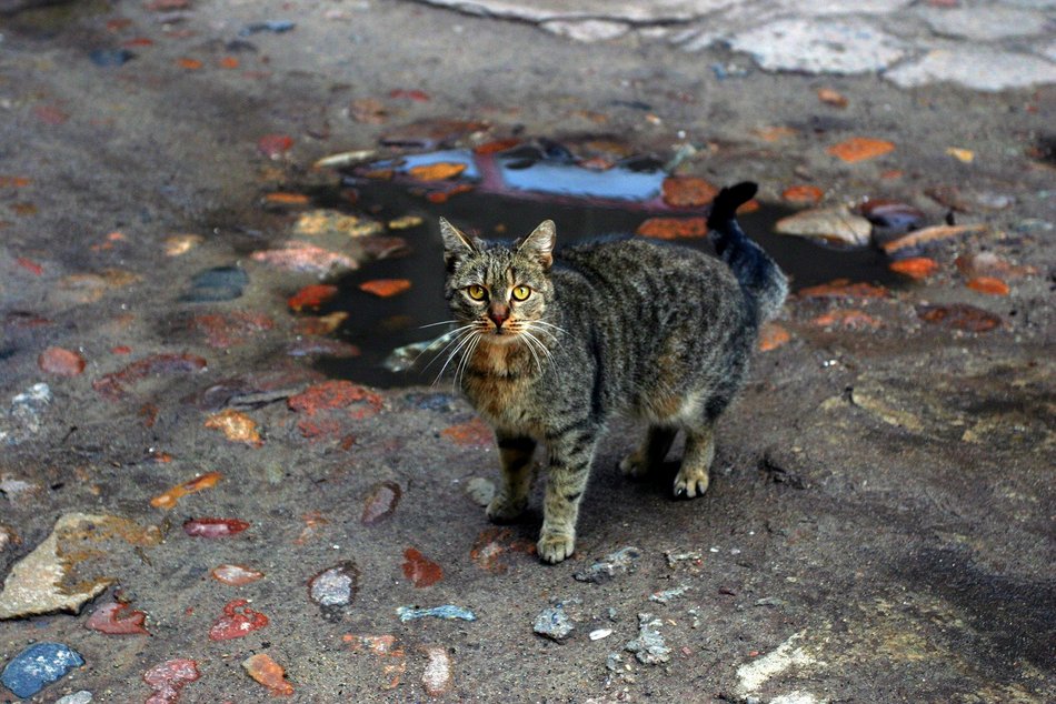 Na ratunek kotom z Łodzi! Rusza akcja dokarmiania wolno żyjących zwierzaków