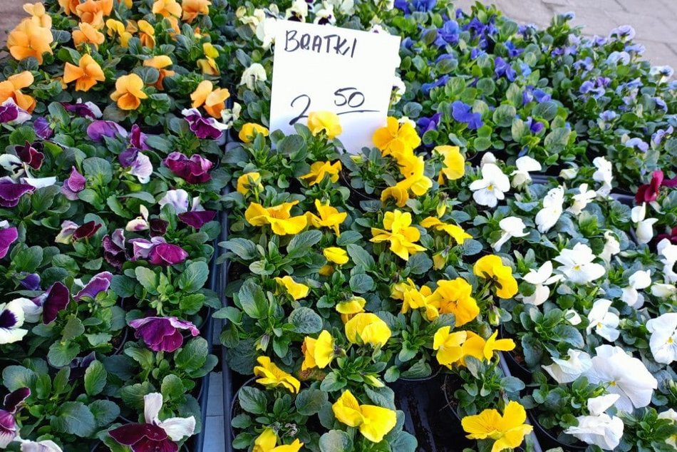 Łódź. Ceny kwiatów w Łodzi. Rynki, stragany, kwiaciarnie i supermarkety