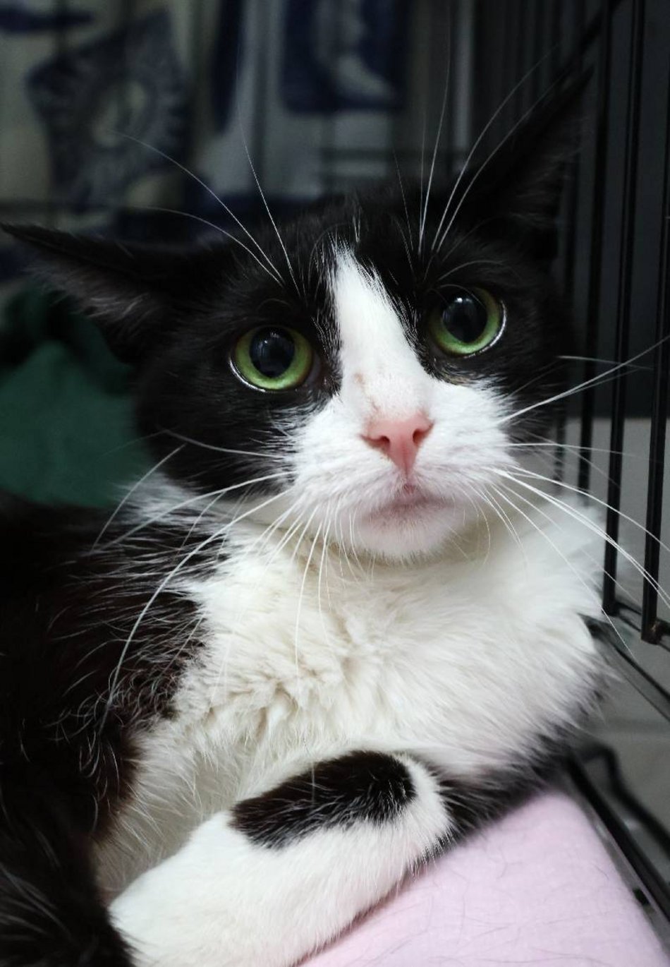 Łódź. Zielonooka Inka ze schroniska w Łodzi czeka na nowy dom. Podaruj go jej!