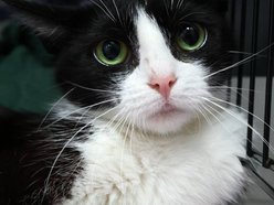 Łódź. Zielonooka Inka ze schroniska w Łodzi czeka na nowy dom. Podaruj go jej!