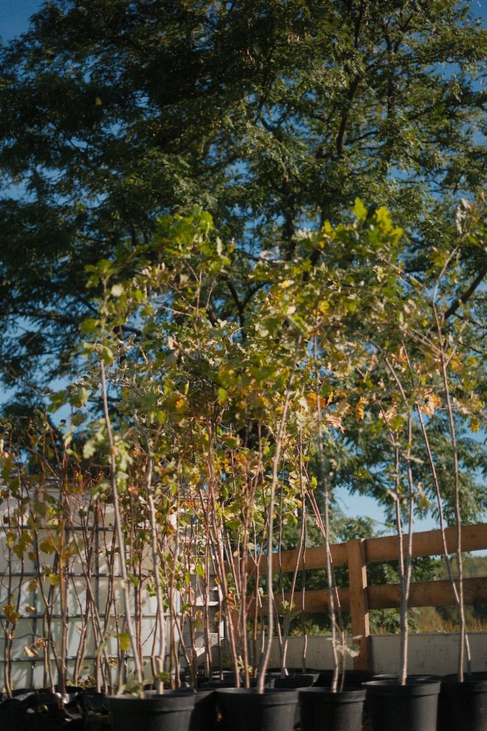 Las Młodej Łodzi powiększył się! Nowe dęby i lipy na pamiątkę narodzin dziecka