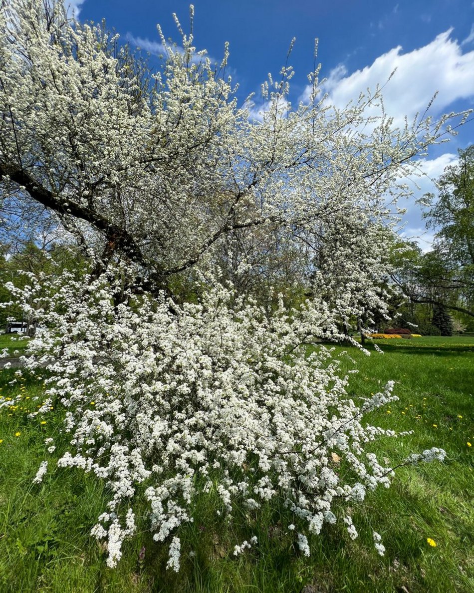 Wiosna w parku na Zdrowiu w Łodzi. Kwitnące drzewa i krzewy