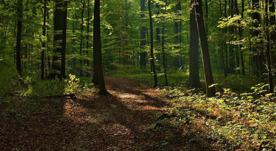 Las Wiączyński pod większą ochronę