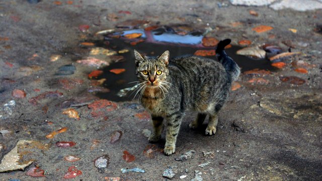 Бездомні коти в Лодзі потребують допомаги. Перевірте, як це зробити ефективно та без шкоди 