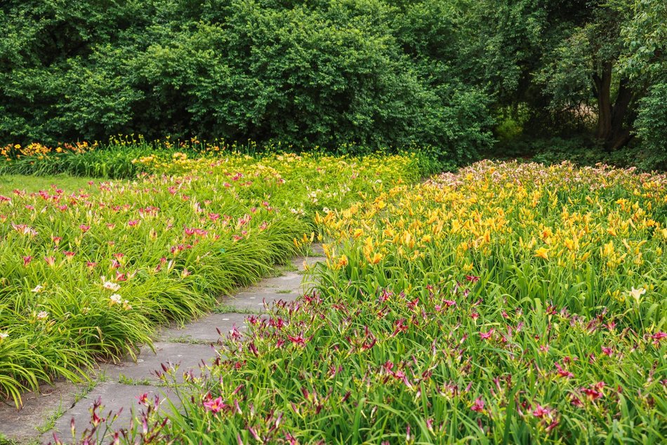 Łódź. Liliowce zachwycają w Ogrodzie Botanicznym w Łodzi. Widok zapierający dech!