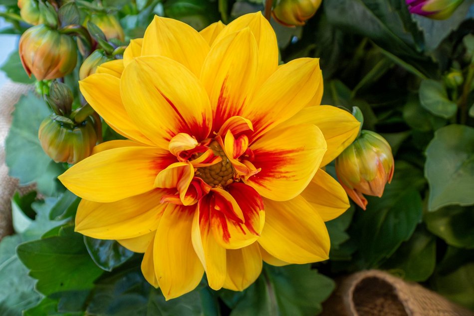 Łódź. Nowa motylarnia w Orientarium Zoo Łódź już otwarta! Największe takie miejsce w Polsce