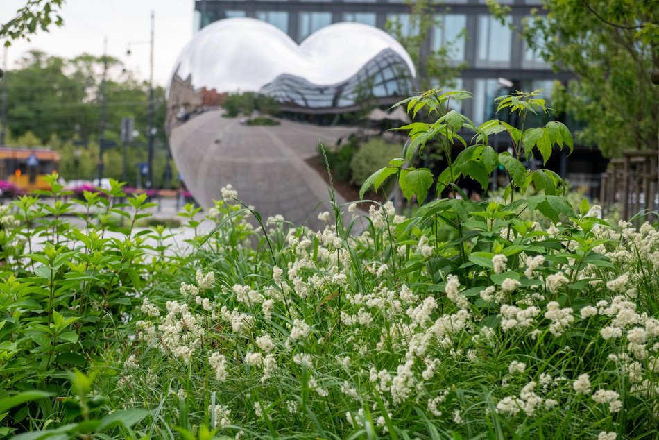 Łódź. Róże na skwerze WOŚP w Łodzi