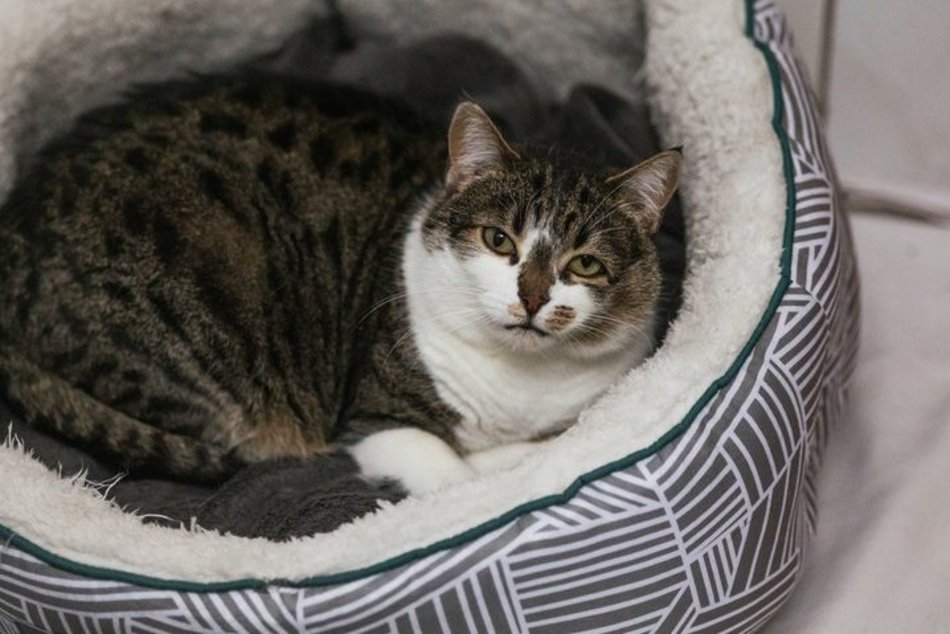 Łódź. Kocie walentynki w schronisku w Łodzi. Zobacz zdjęcia ze spotkania adopcyjnego