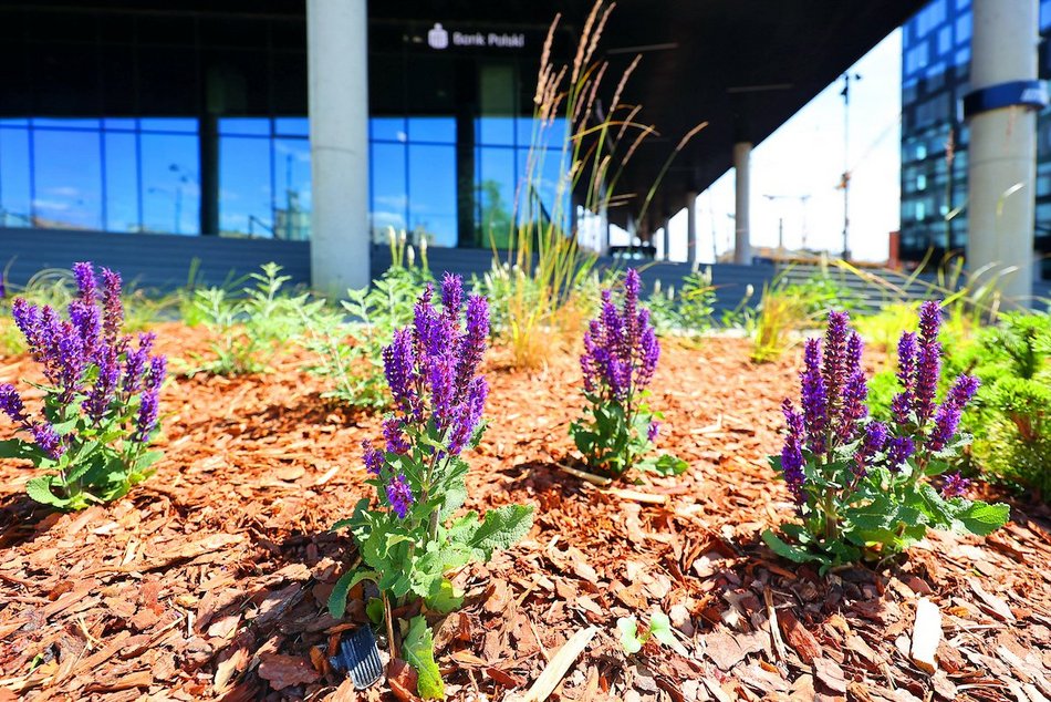 Łódź. Zieleń przy Bramie Miasta w Łodzi. Chwila oddechu w samym centrum
