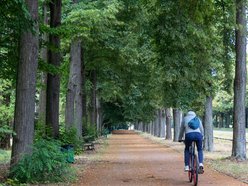 Łódź. Lipowa aleja w parku na Zdrowiu. Zielone serce Łodzi