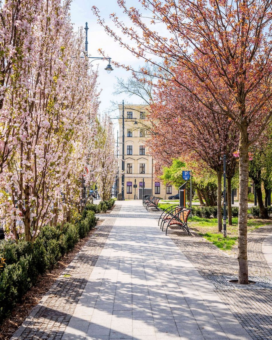 Łódź. Najpiękniejszy skwer? Kiedyś zaniedbany trawnik, dzisiaj kwitnący ogród