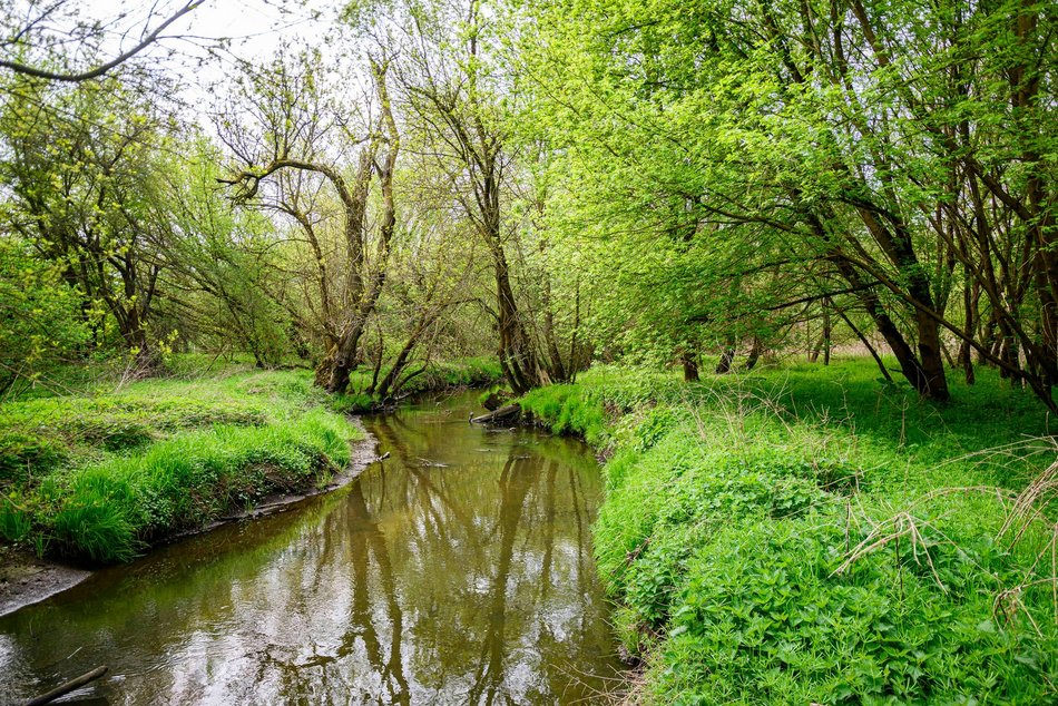 Gdzie grillować w Łodzi? Majówka z bliskim na łonie natury
