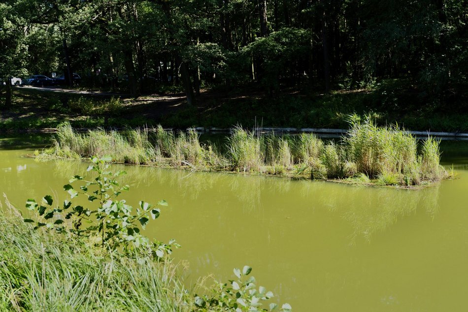Łódź. Trzy wyspy na stawie w Arturówku w Łodzi. Oczyszczą wodę i pomogą zwierzętom!