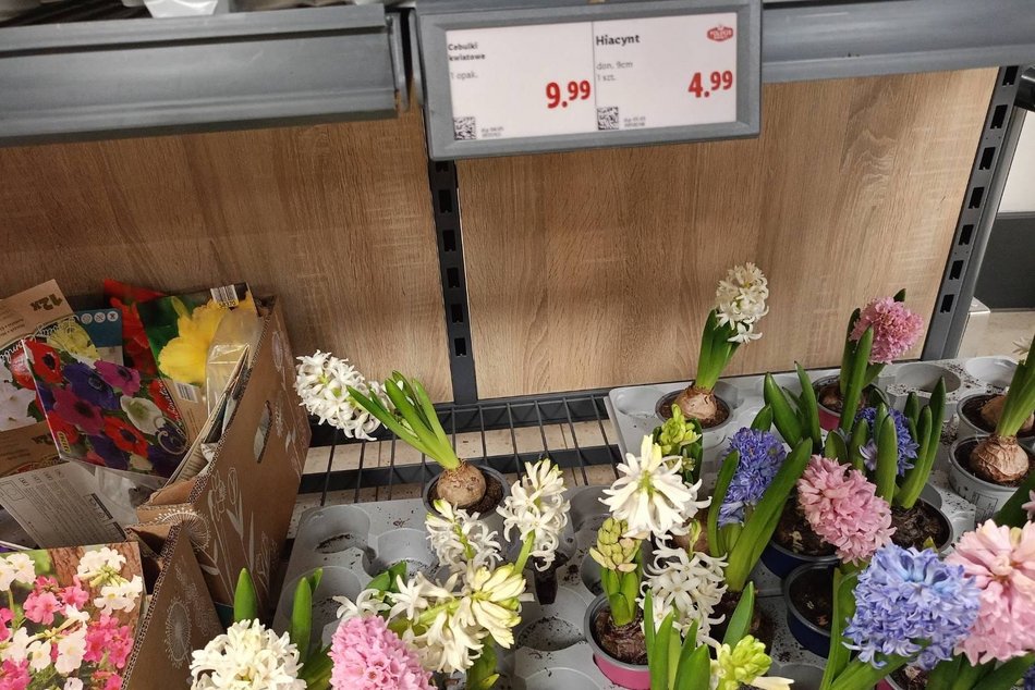 Łódź. Ceny kwiatów w Łodzi. Rynki, stragany, kwiaciarnie i supermarkety